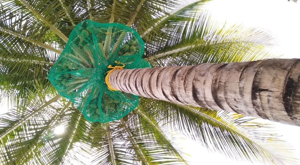 Coconut Tree Safety Nets In Hyderabad | Call 9966444849 for Cost